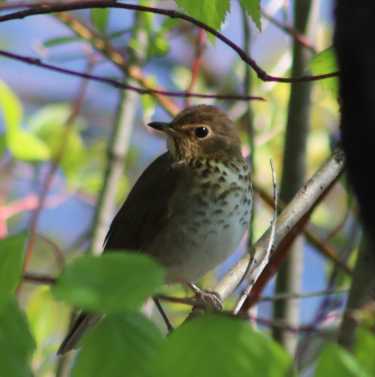 Swainson's Thrush - ML636944777