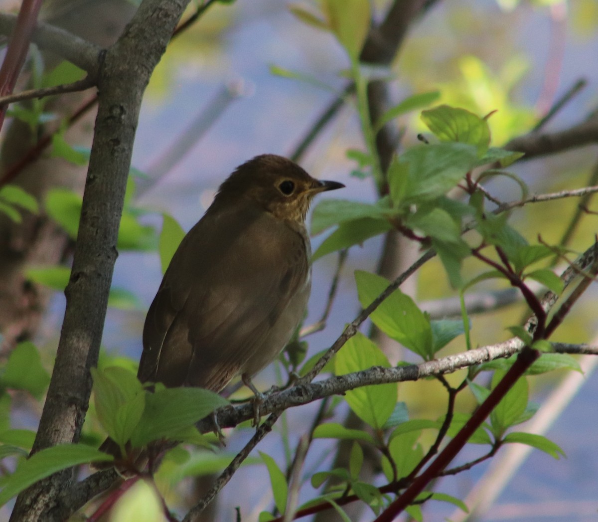 Swainson's Thrush - ML636944778