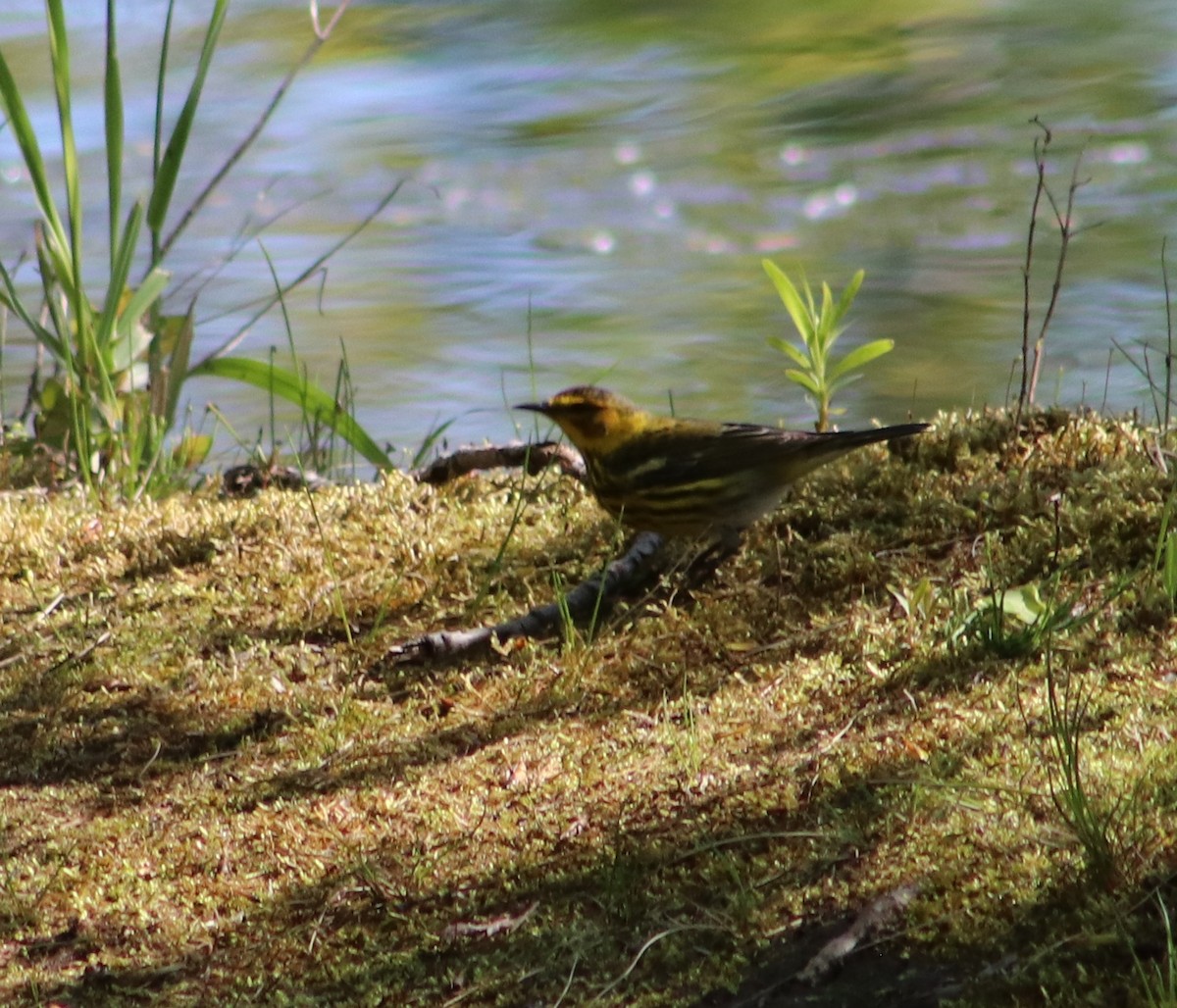 Cape May Warbler - ML636944786