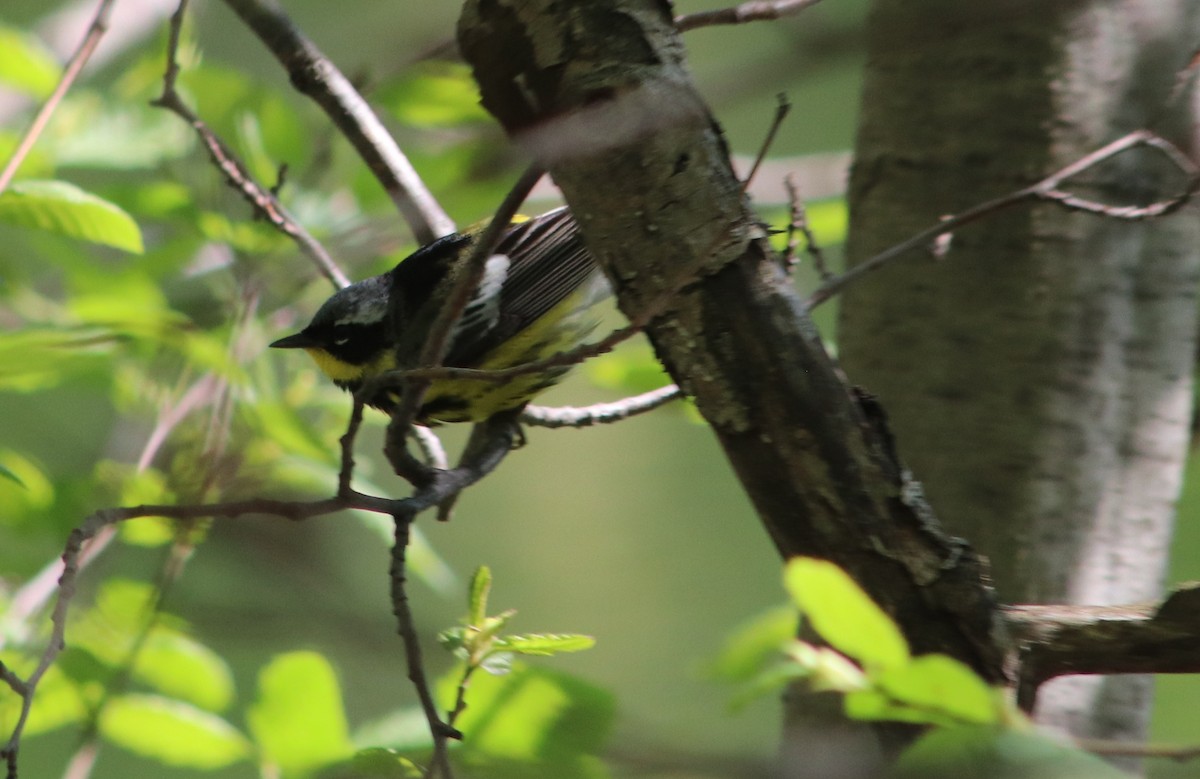 Magnolia Warbler - ML636944794