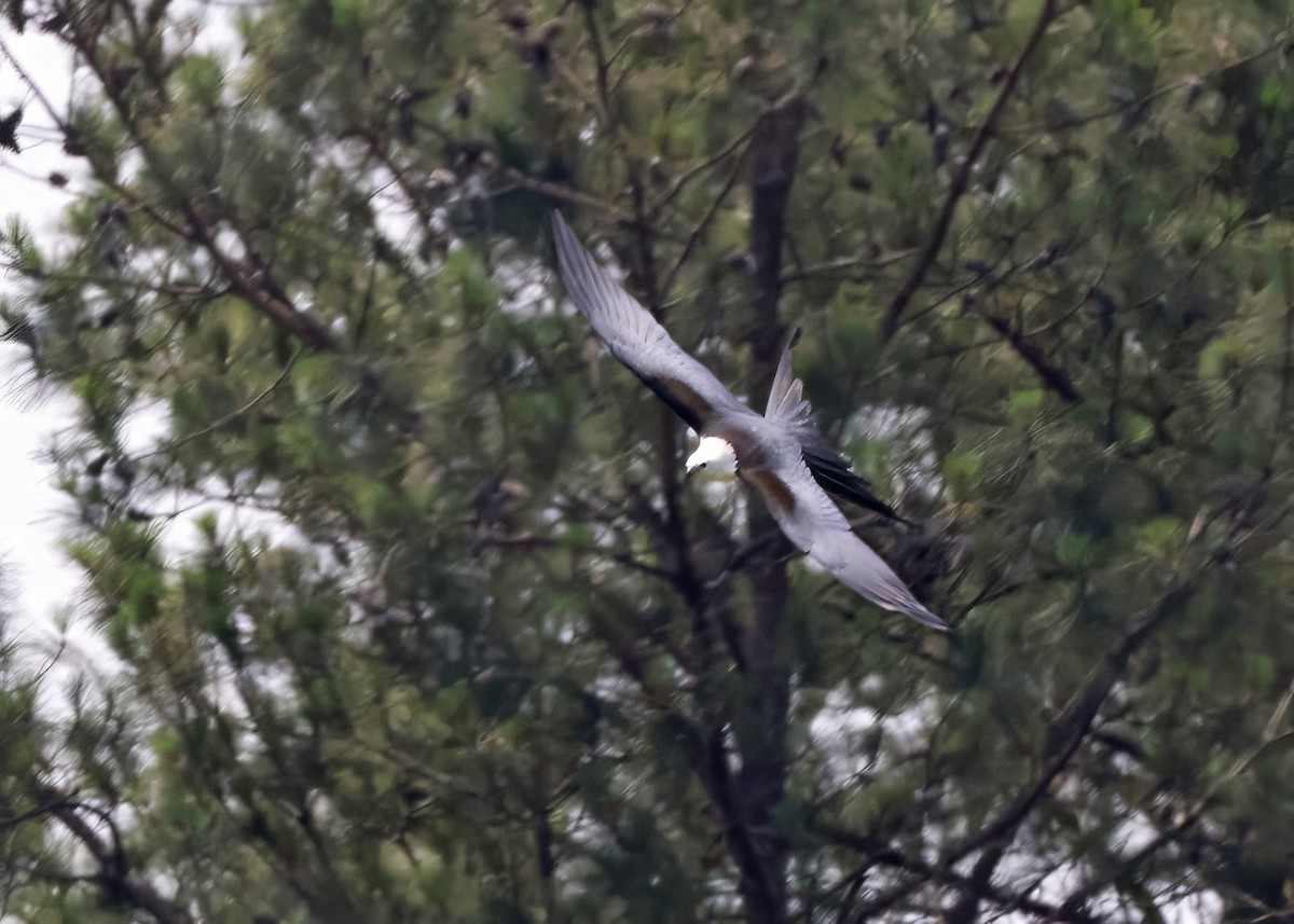 luňák vlaštovčí - ML636944805