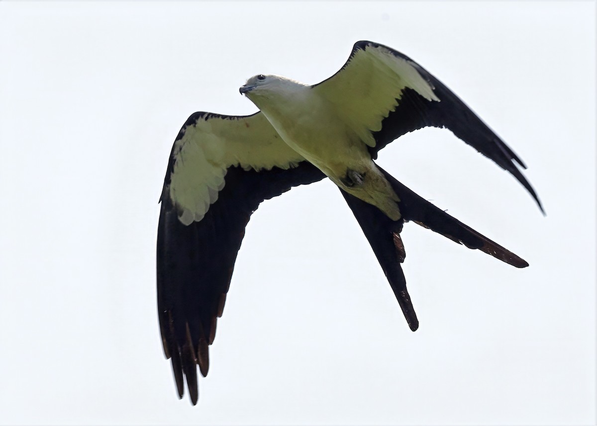 luňák vlaštovčí - ML636944806