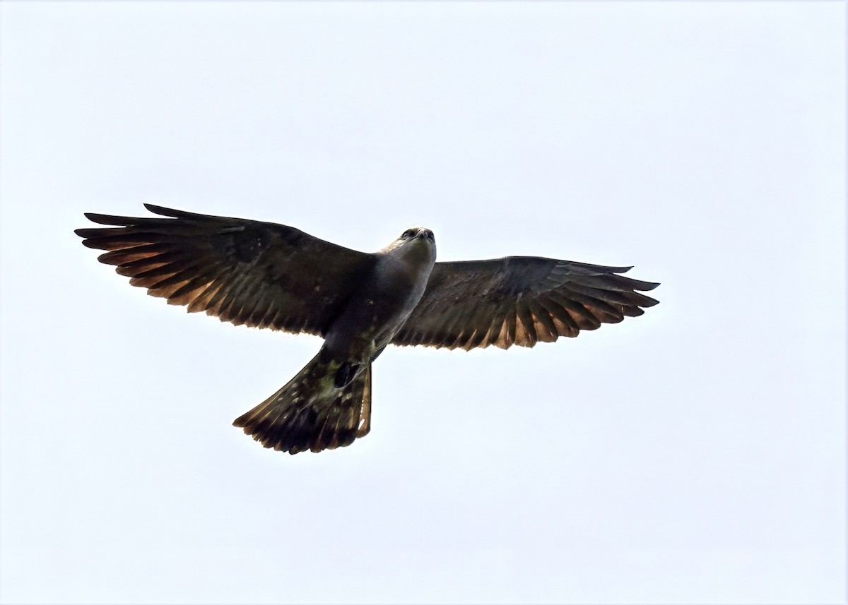 iktinie mississippská - ML636944869