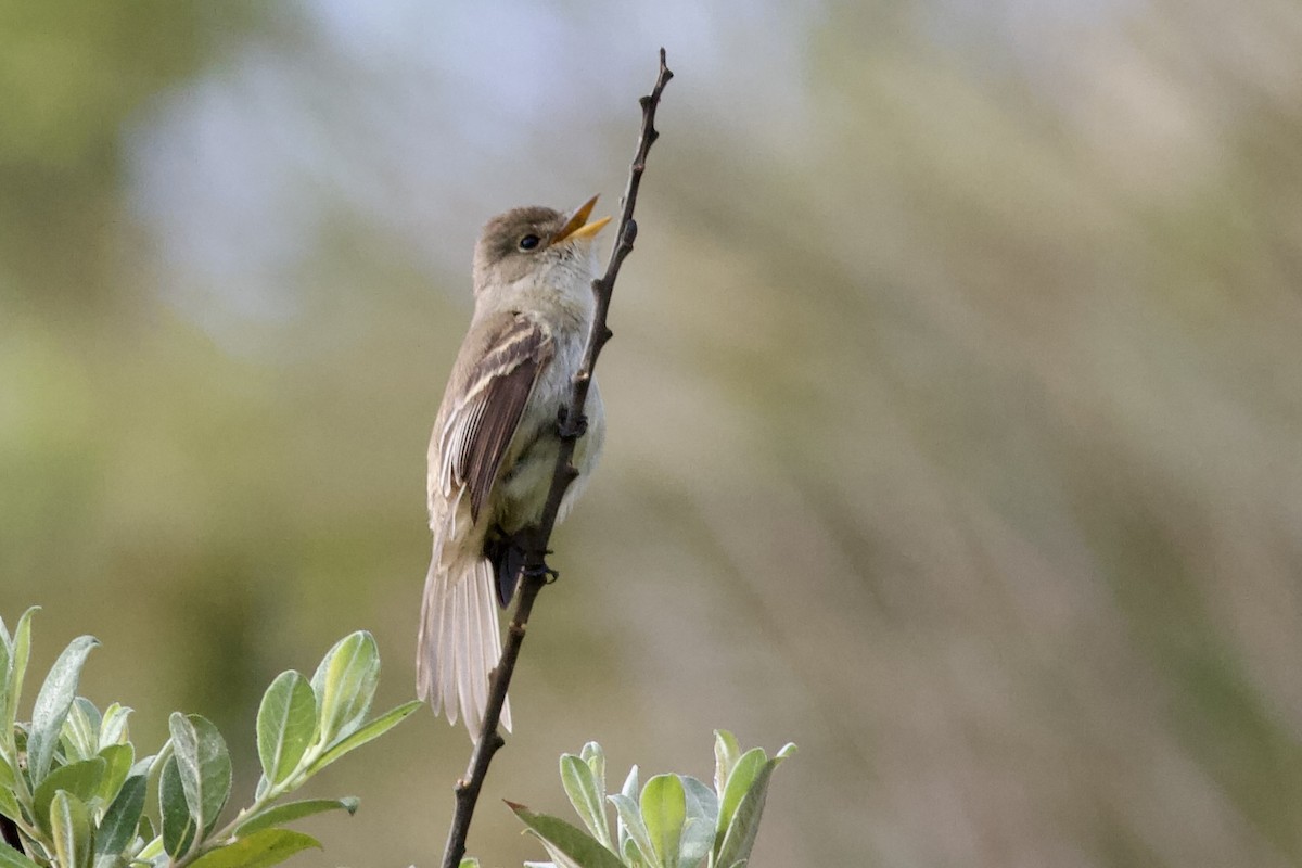 White-throated Flycatcher - ML636944888
