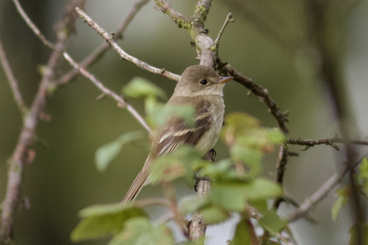 White-throated Flycatcher - ML636944893