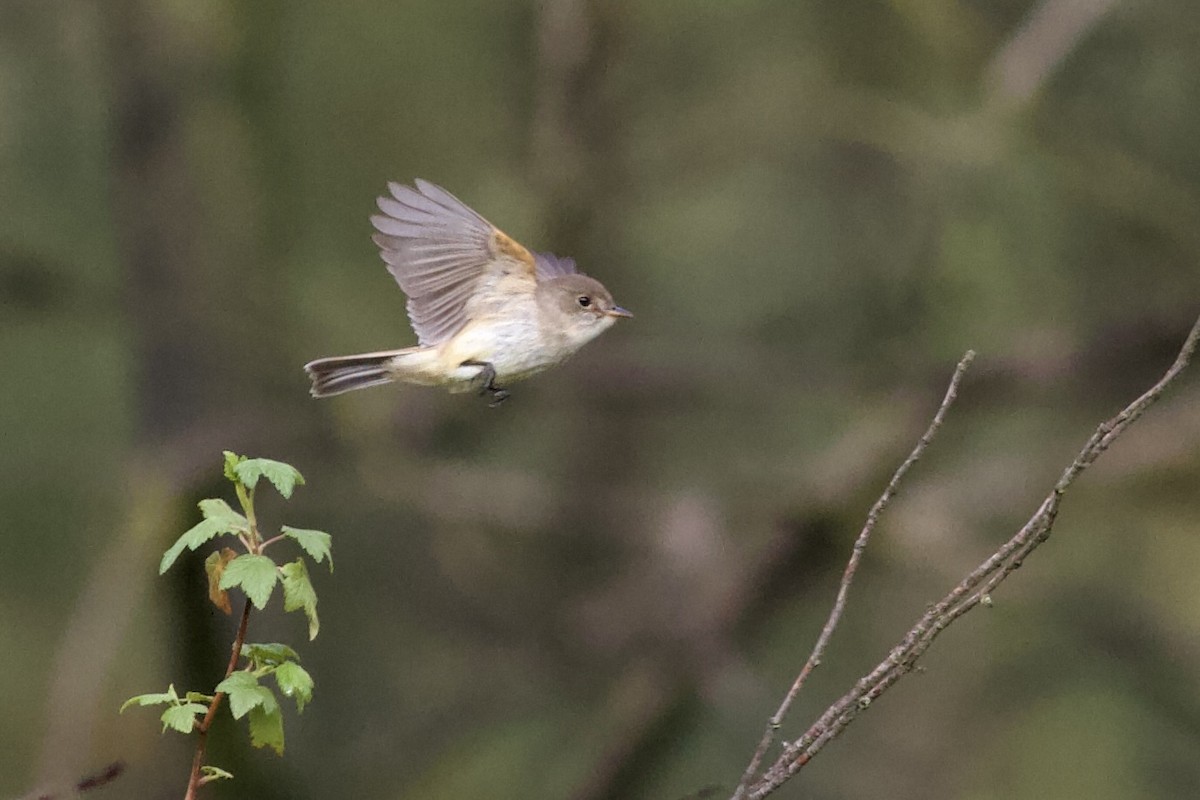 White-throated Flycatcher - ML636944952