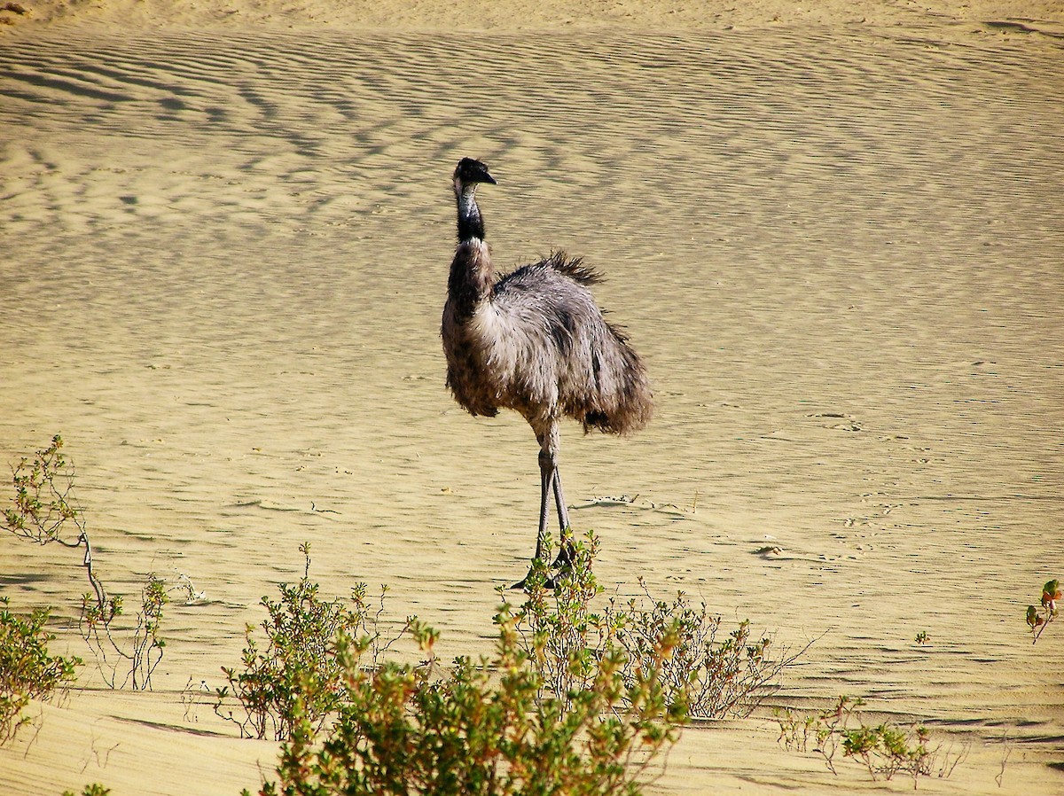 Emu - ML636944990