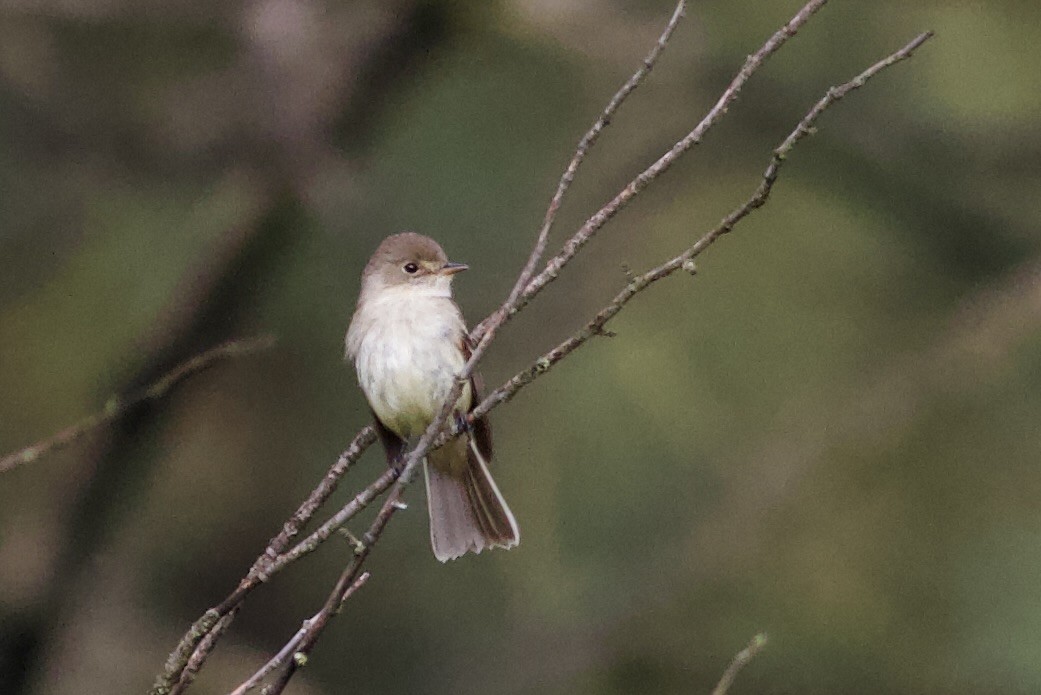 White-throated Flycatcher - ML636945028