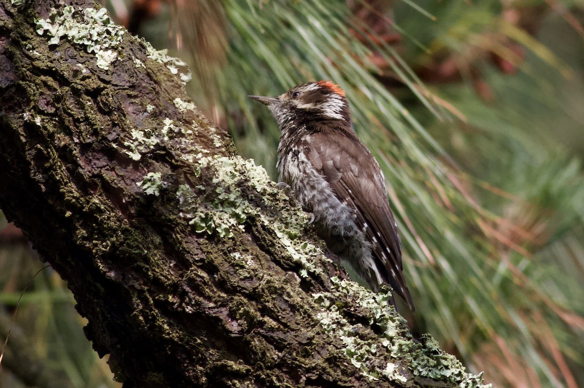 Strickland's Woodpecker - ML636945120