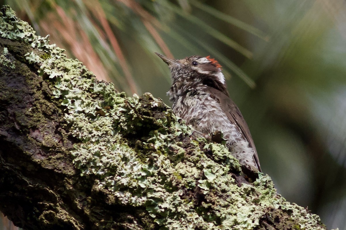 Strickland's Woodpecker - ML636945123