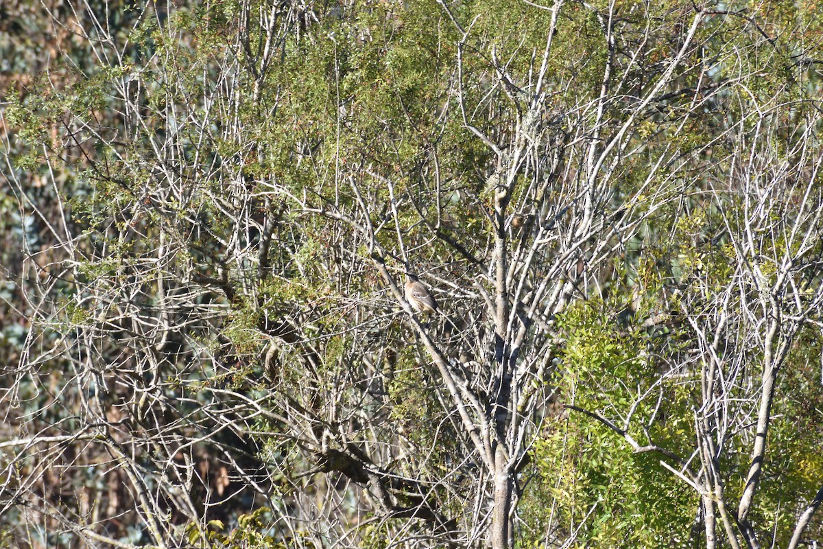 Chilean Mockingbird - ML636945244