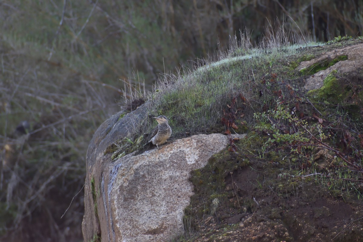 Chilean Flicker - ML636945270
