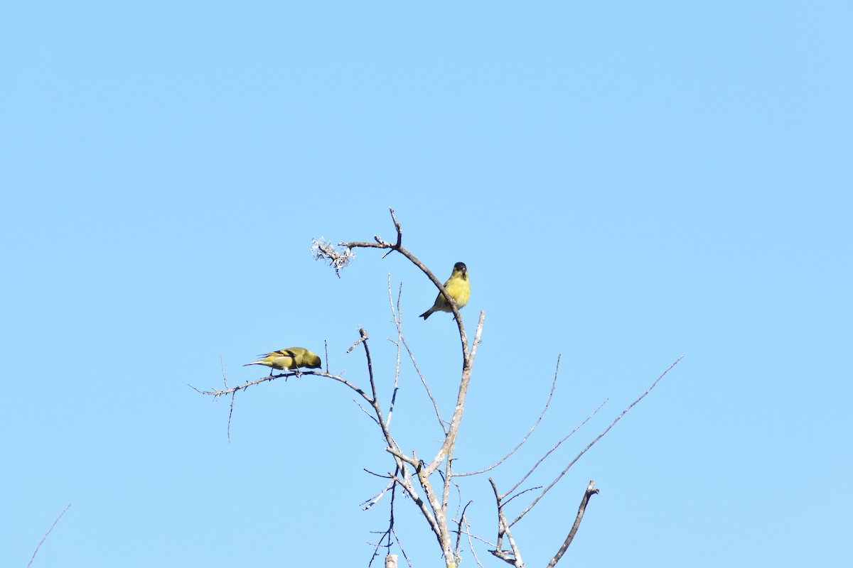 Black-chinned Siskin - ML636945272
