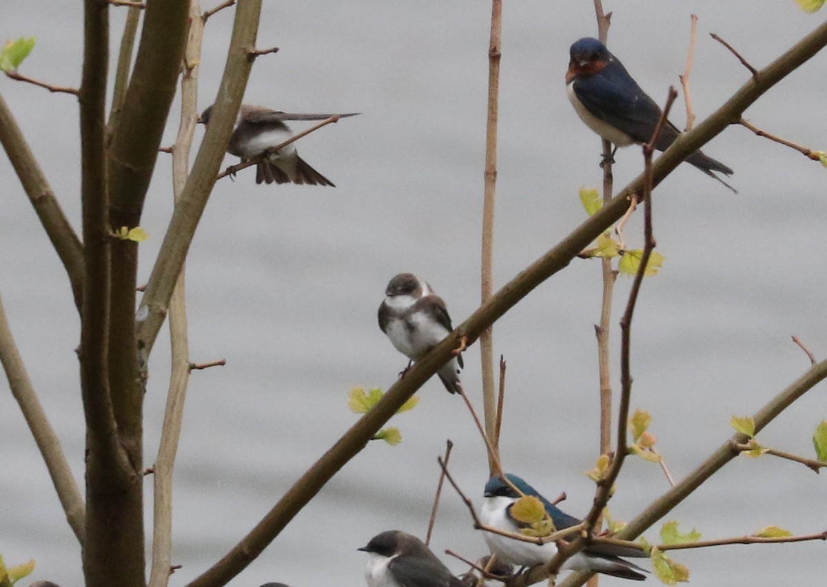 Bank Swallow - ML636945299