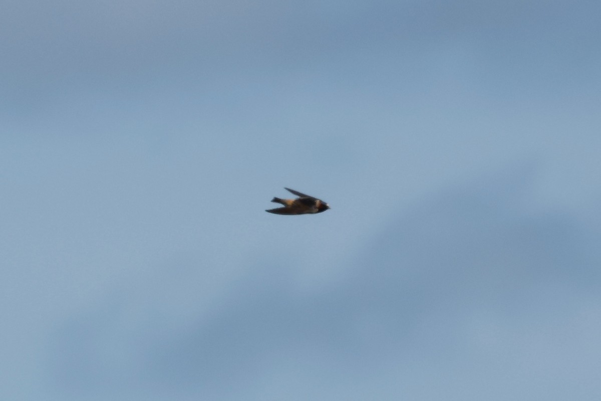 Cliff Swallow (pyrrhonota Group) - ML636945300