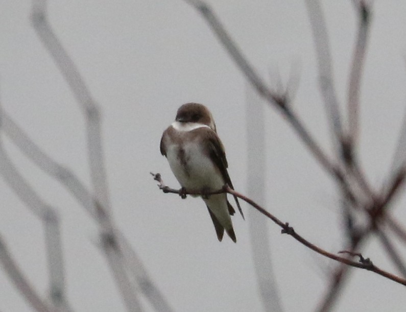 Bank Swallow - ML636945306