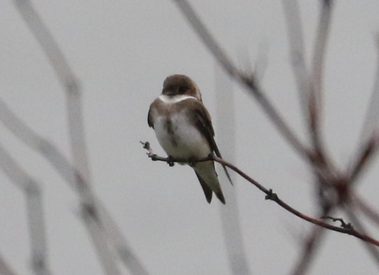 Bank Swallow - ML636945307