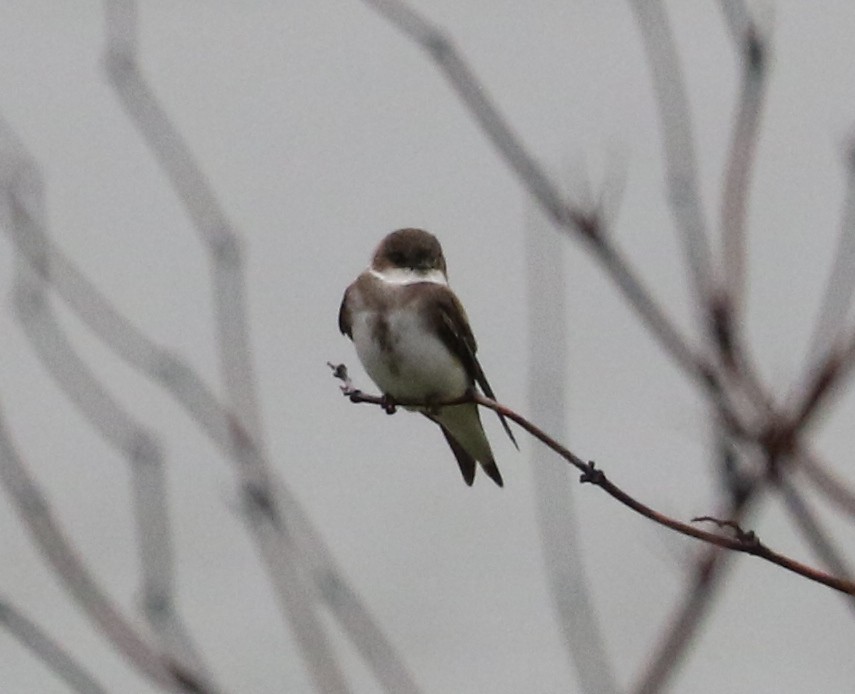 Bank Swallow - ML636945308