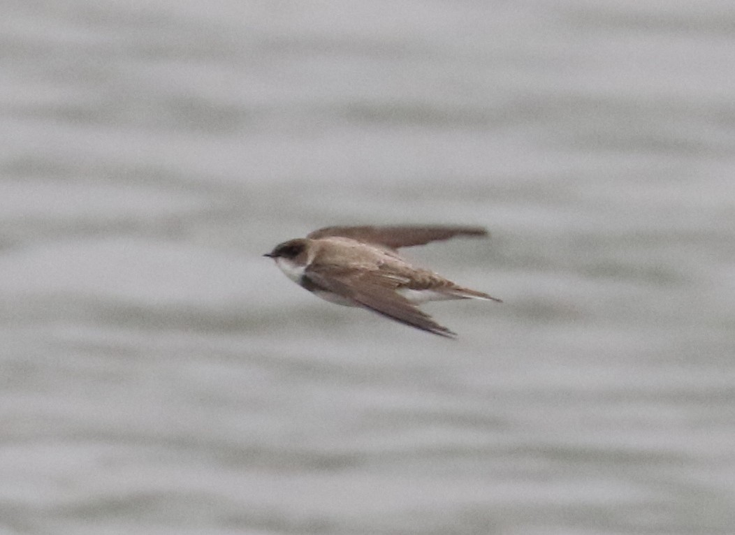 Bank Swallow - ML636945311