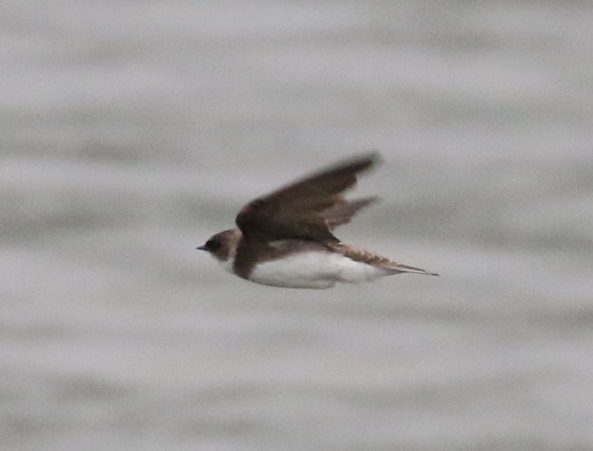 Bank Swallow - ML636945312