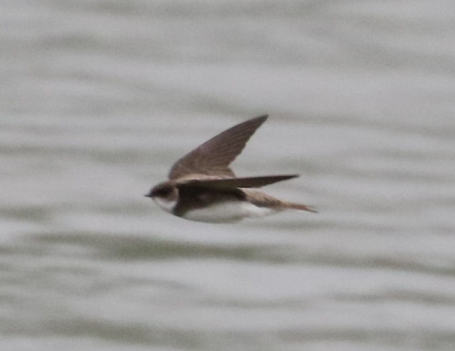 Bank Swallow - ML636945313