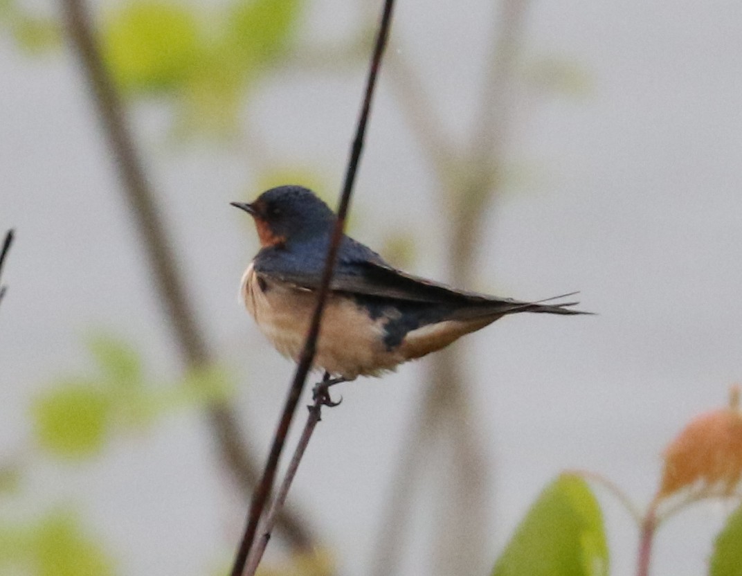 Barn Swallow - ML636945317
