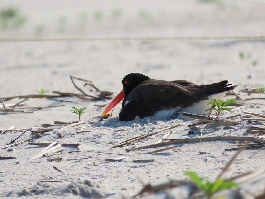American Oystercatcher - Ruth Bergstrom