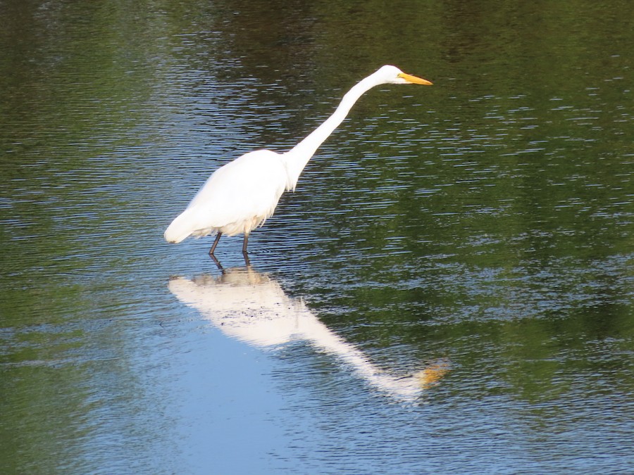 Great Egret - Ruth Bergstrom