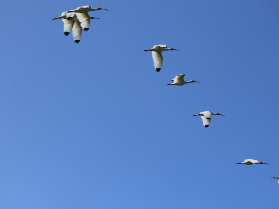 White Ibis - Ruth Bergstrom