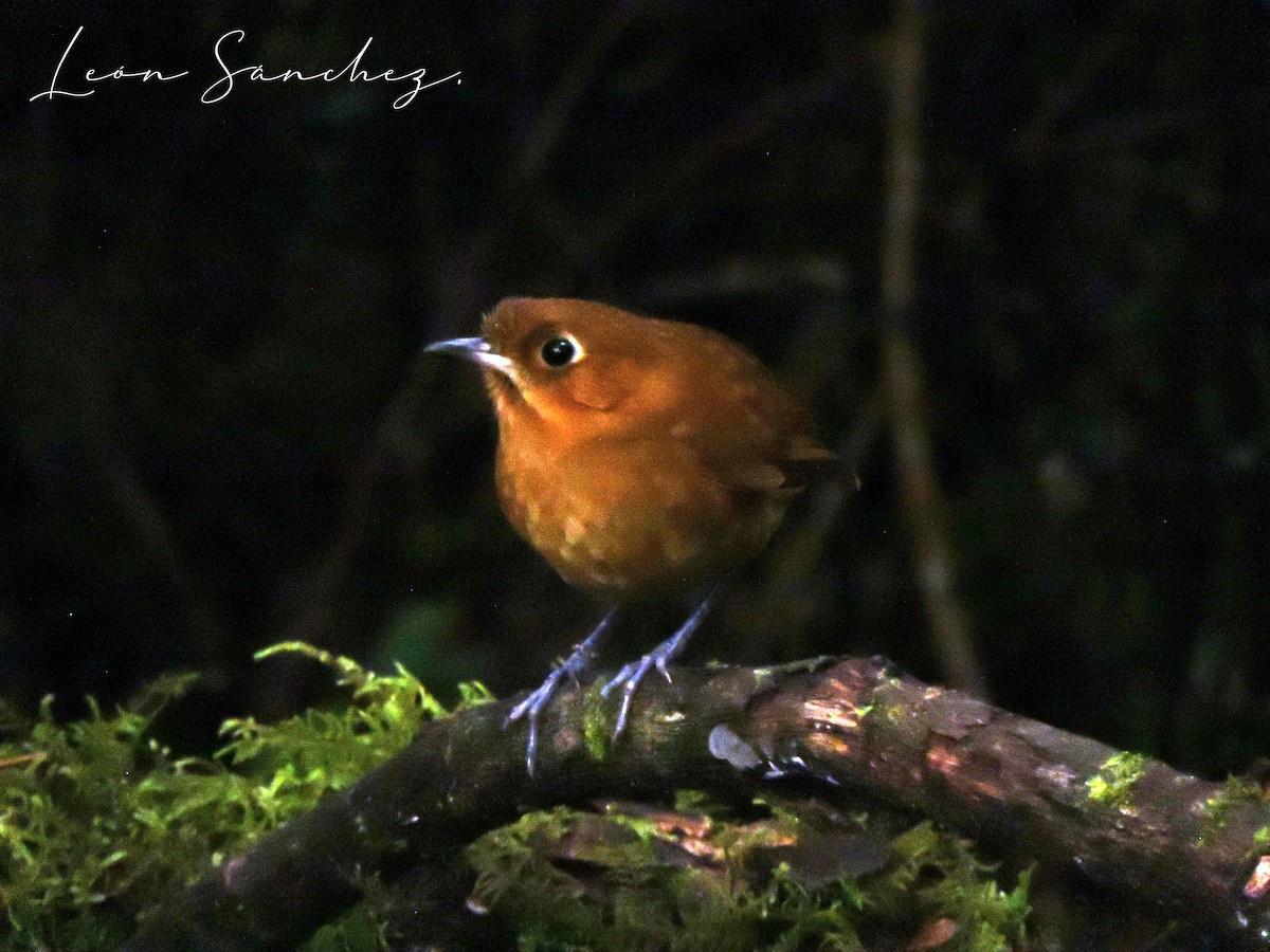 Muisca Antpitta - ML636945533