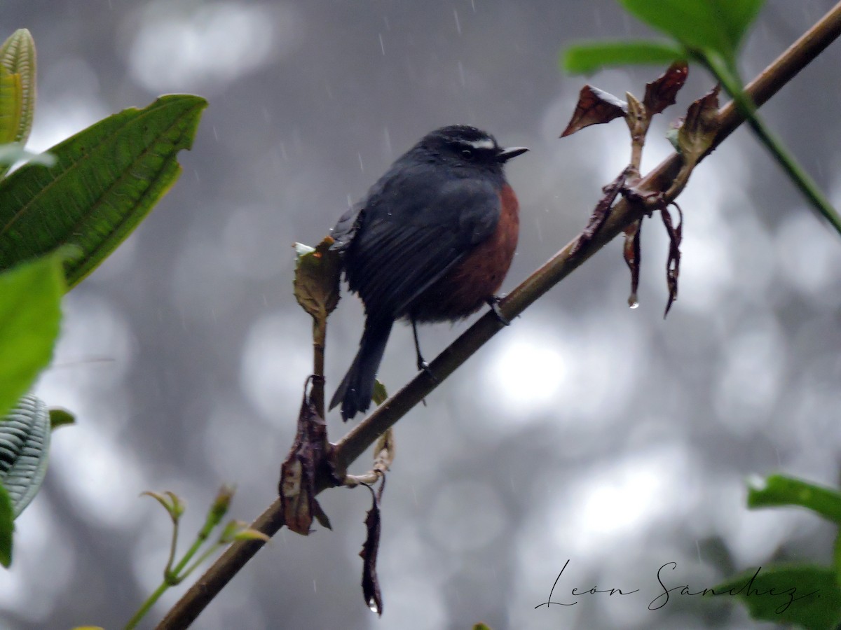 Chestnut-bellied Chat-Tyrant - ML636945609