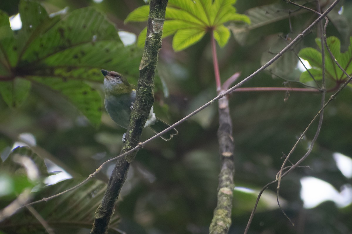 Black-billed Peppershrike - ML636945791
