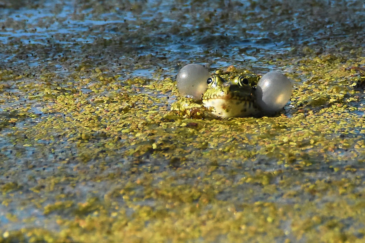 Animals - ML636945826