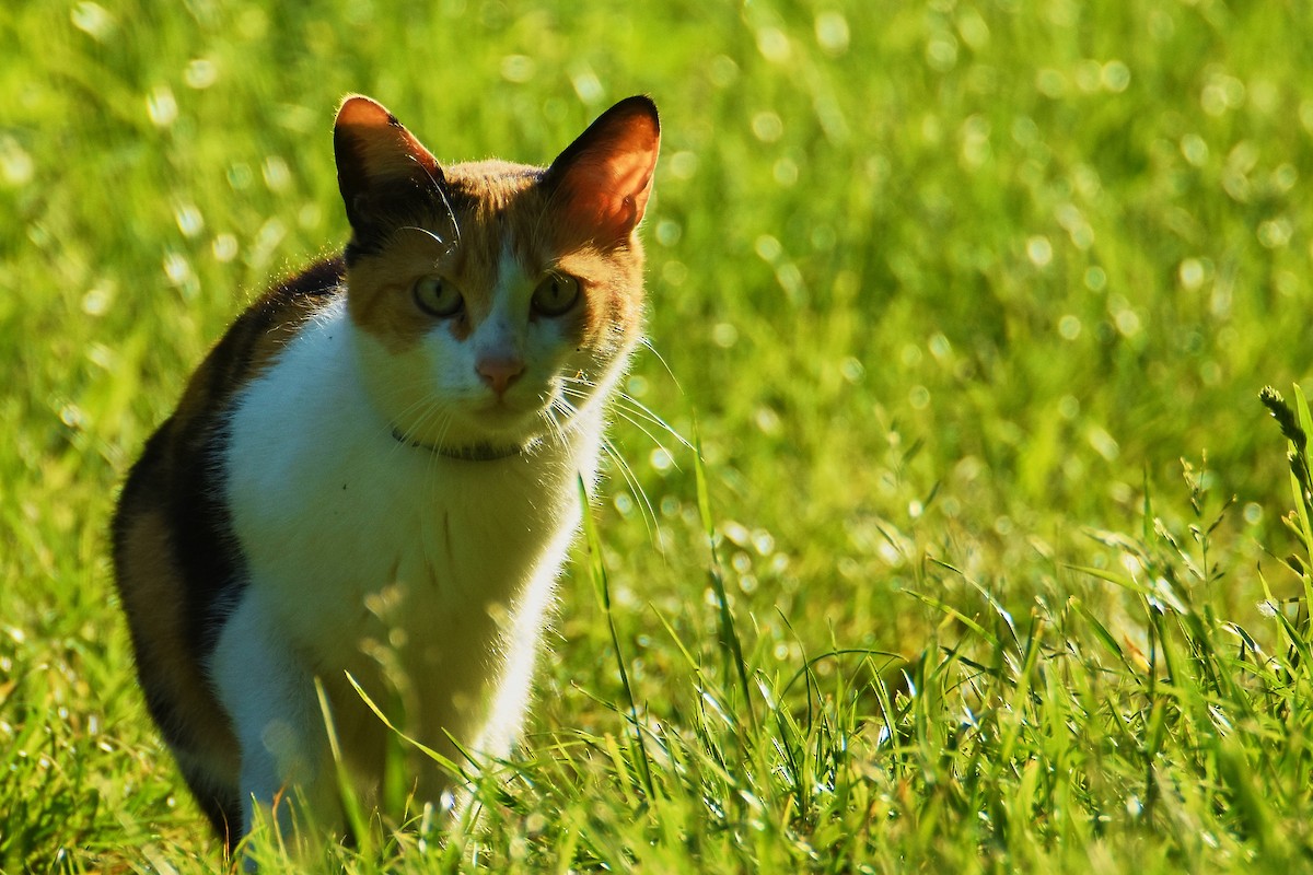 Animals - ML636945827