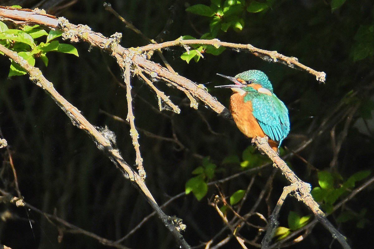 Common Kingfisher - ML636945877