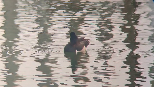 Ring-necked Duck - ML636945895