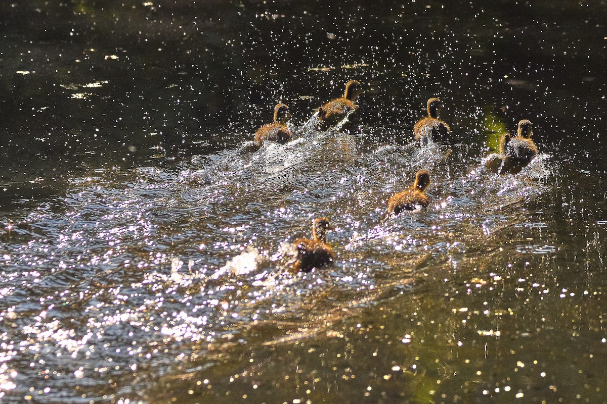 Mallard - ML636945903