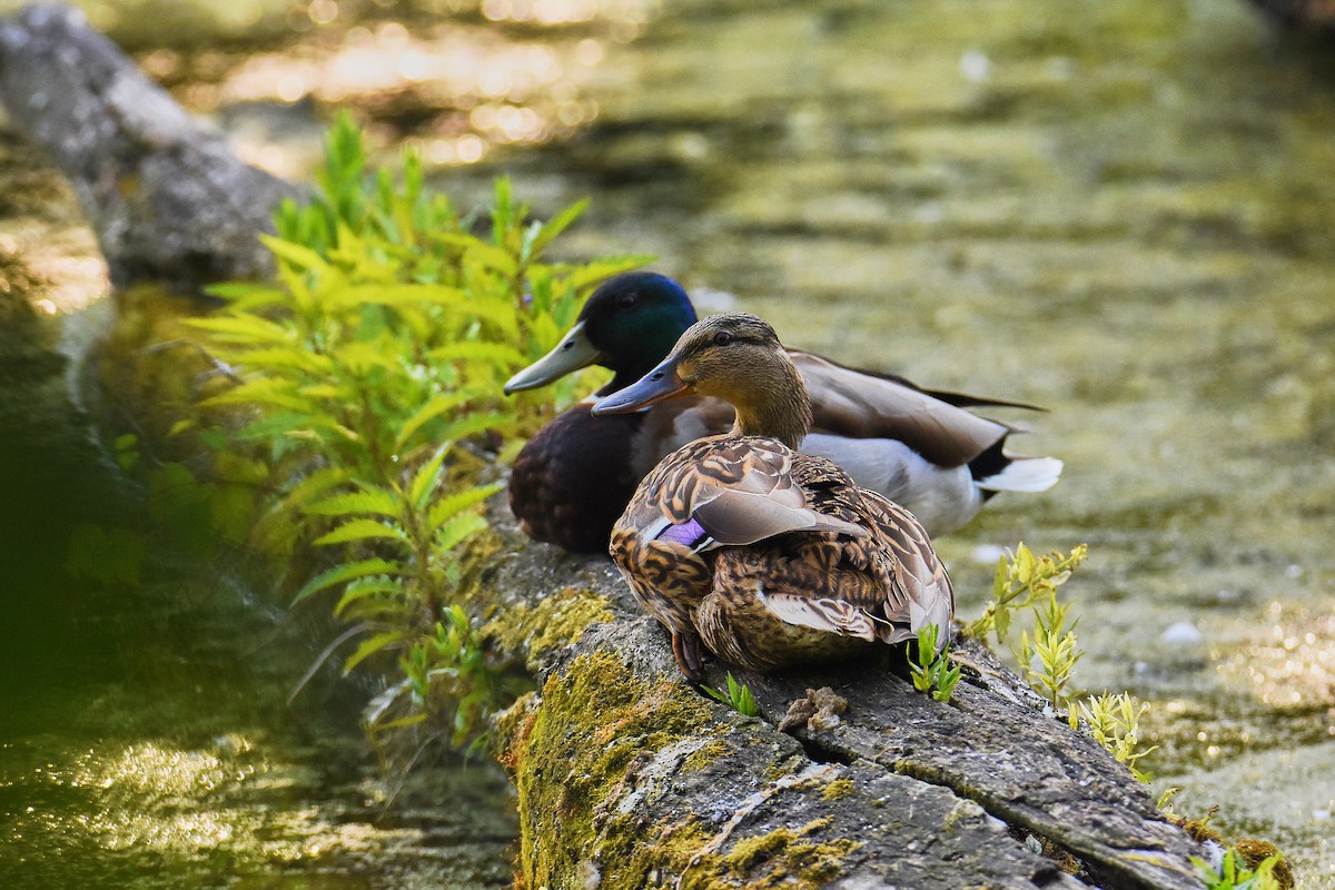 Mallard - ML636945904