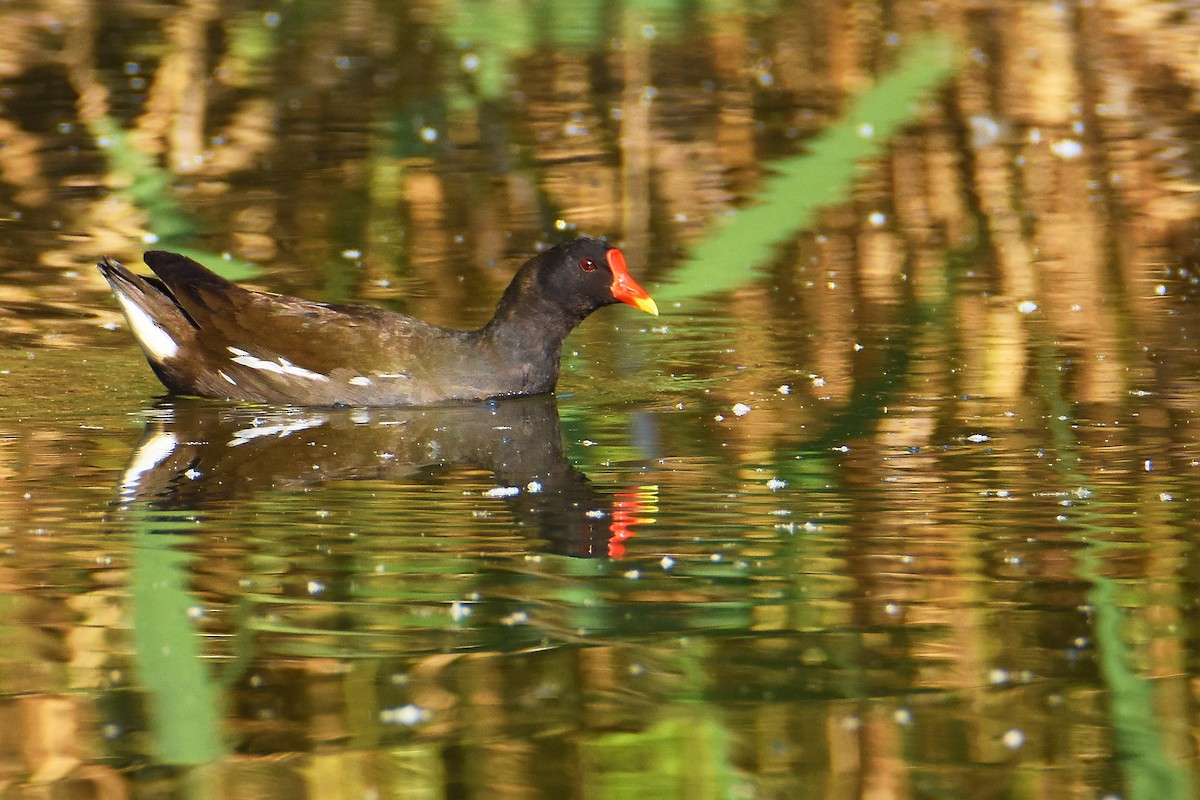 Eurasian Moorhen - ML636945913