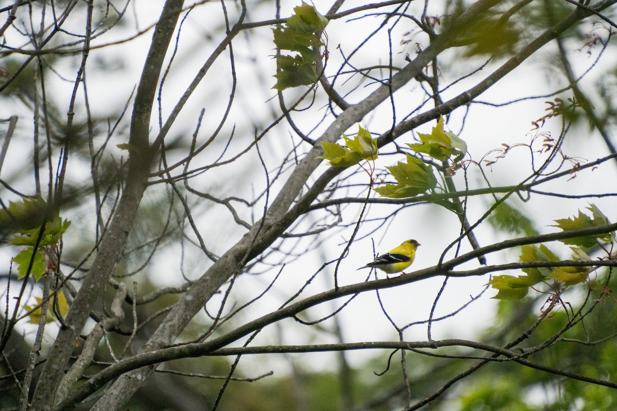 American Goldfinch - ML636945936