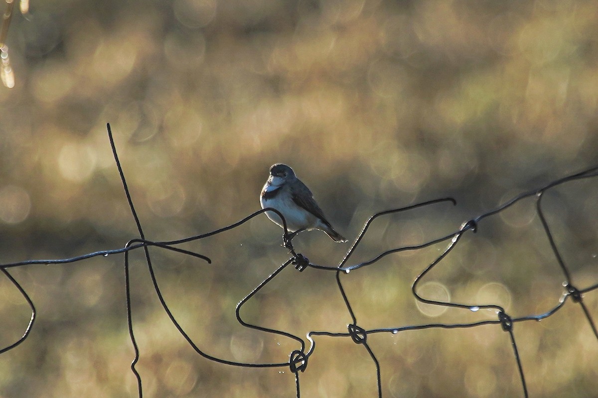 White-fronted Chat - ML636945938