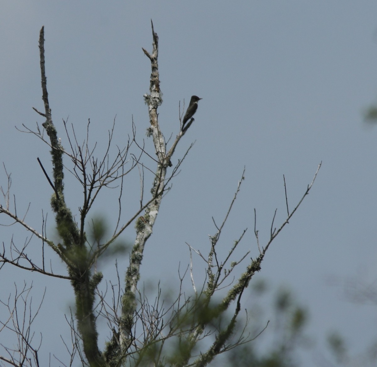 Olive-sided Flycatcher - ML636946072