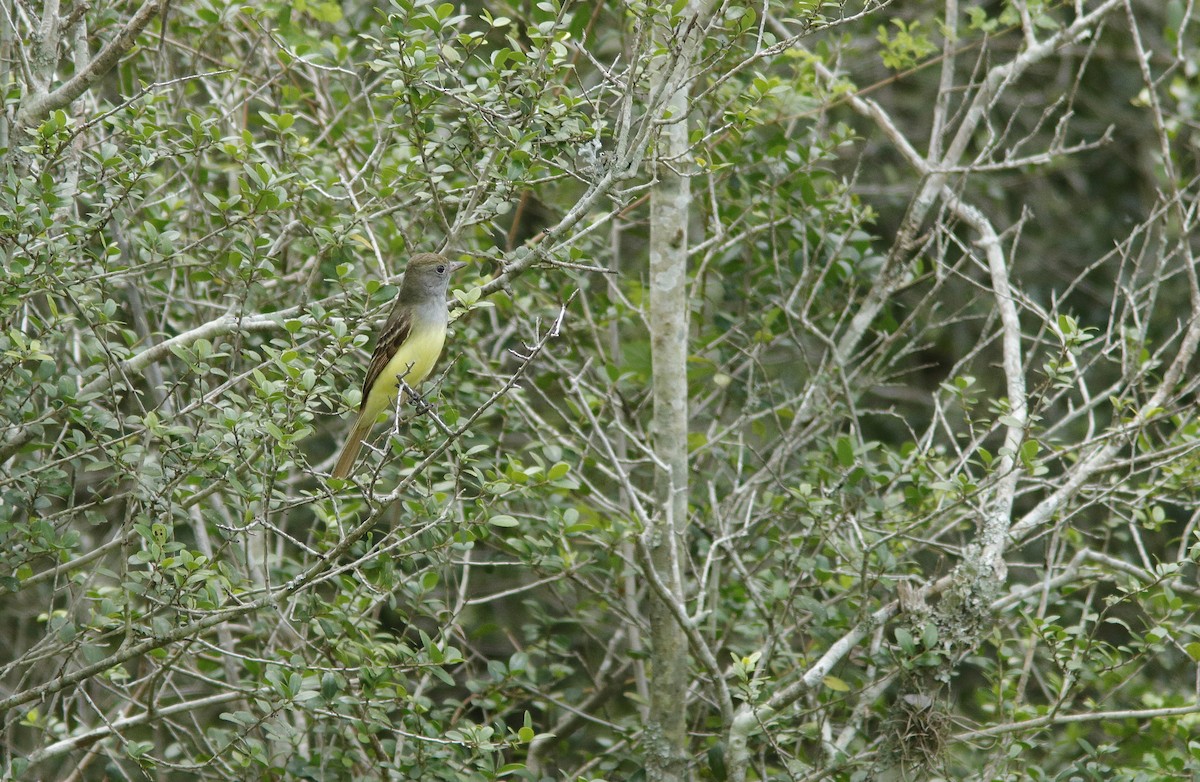 Great Crested Flycatcher - ML636946078
