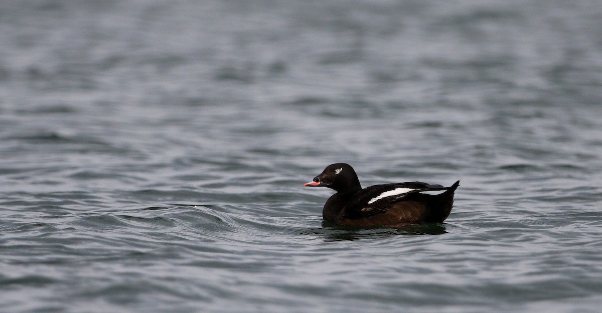 White-winged Scoter - Jay McGowan