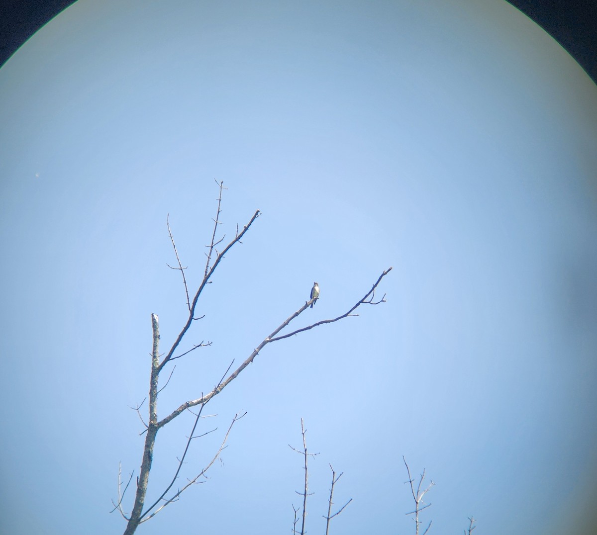 tyranovec severský - ML636946136