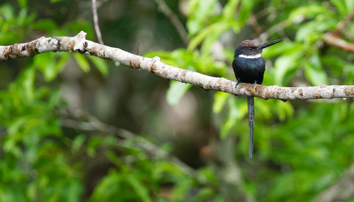 Paradise Jacamar - ML636946142