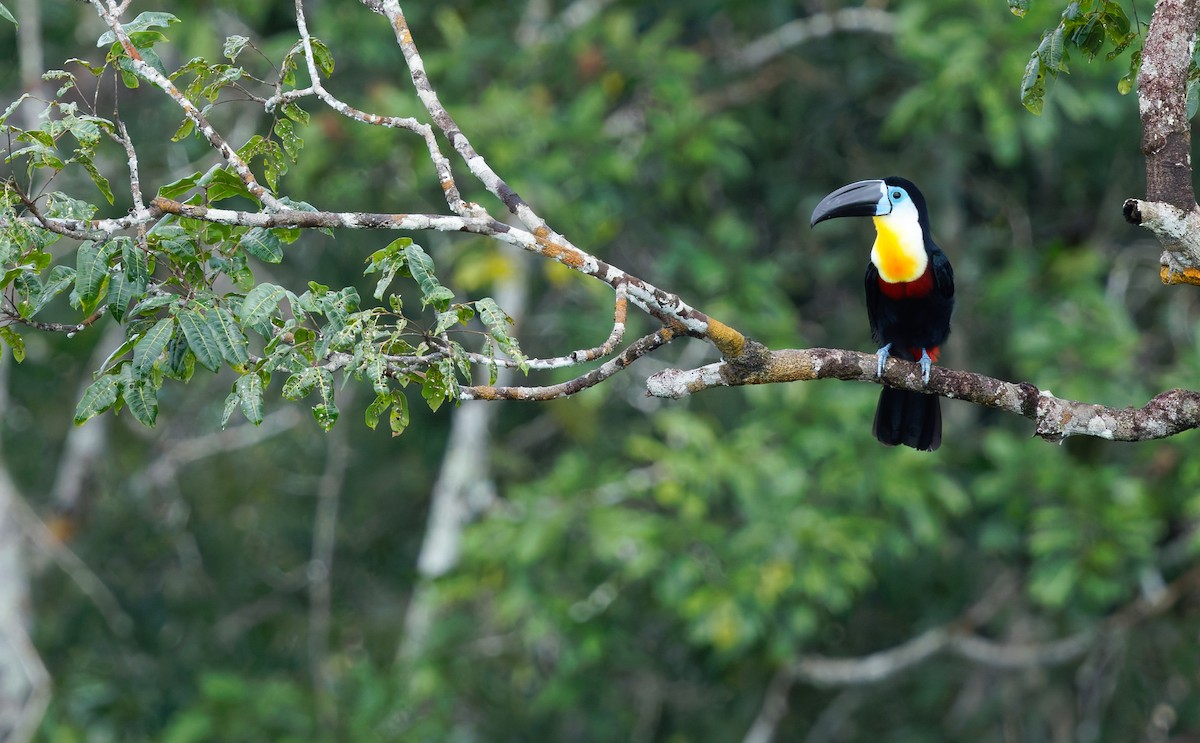 Channel-billed Toucan (Channel-billed) - Cameron Rutt