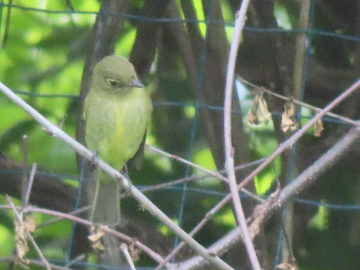 Yellow-bellied Flycatcher - ML636946181