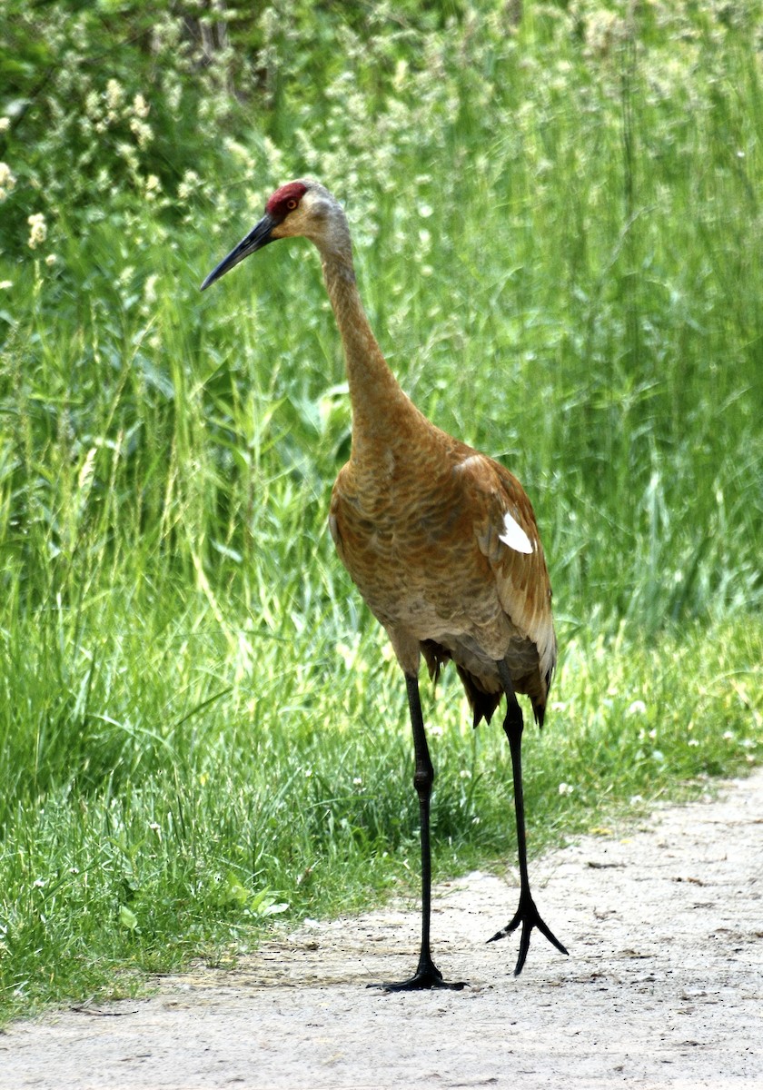 Sandhill Crane - ML636946249