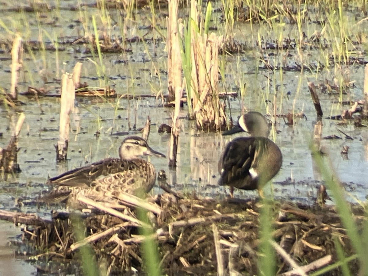 Blue-winged Teal - ML636946289